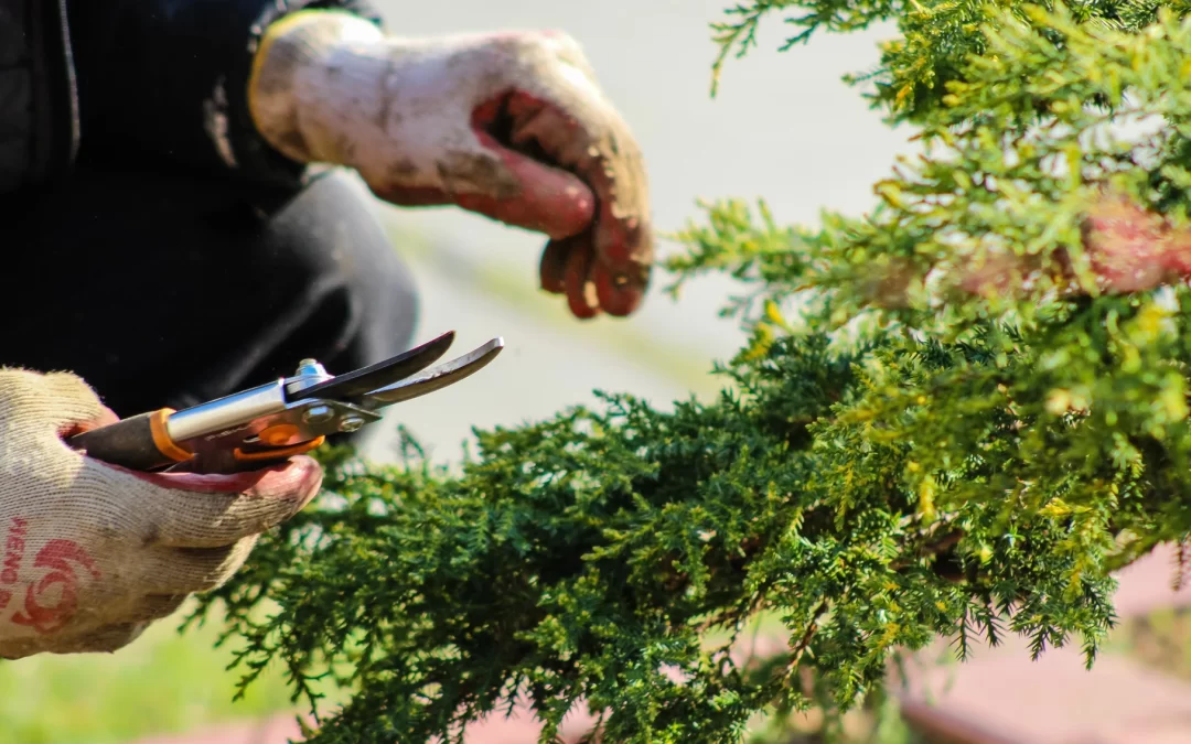 The tendering process is now open for our planting contract