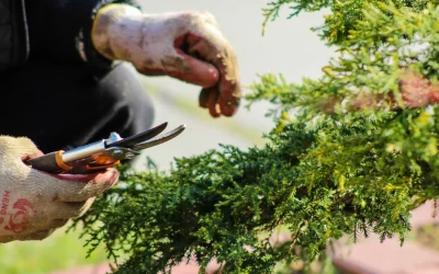 The tendering process is now open for our planting contract