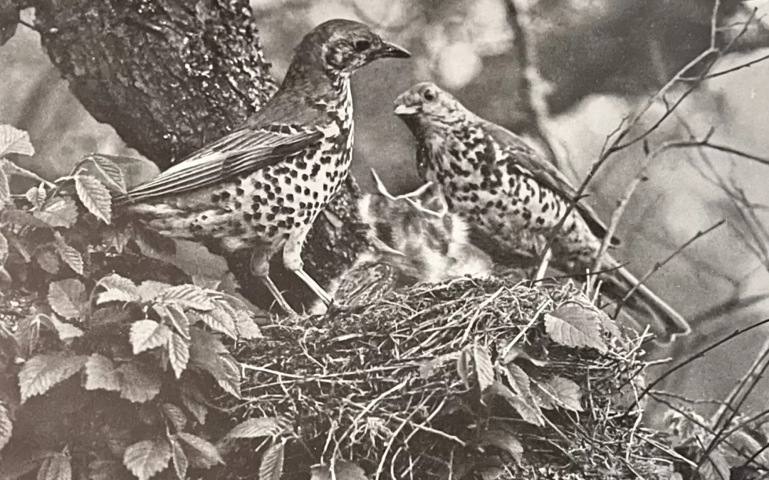 Emmy’s Latest Find: Treasures from our Collection