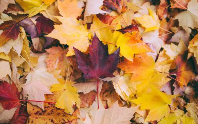 Our Autumn events – a celebration of foraging, fungi & nature