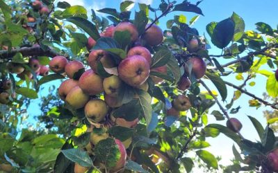 Rosyansow: Apple