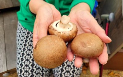 Rosyansow: Mushroom