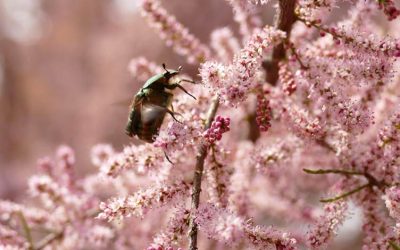 Rosyansow Journal: Tamarisk