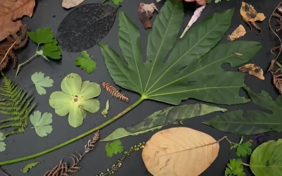 Launching our Morrab Memories film made by local students