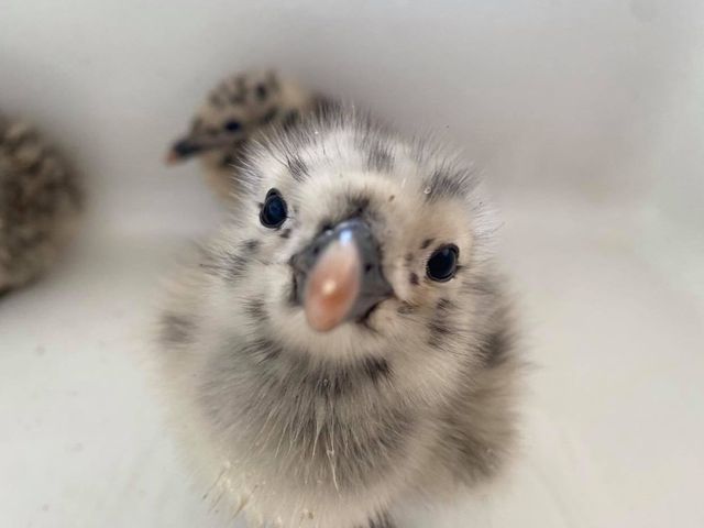 Mousehole Wild Bird Hospital Talk
