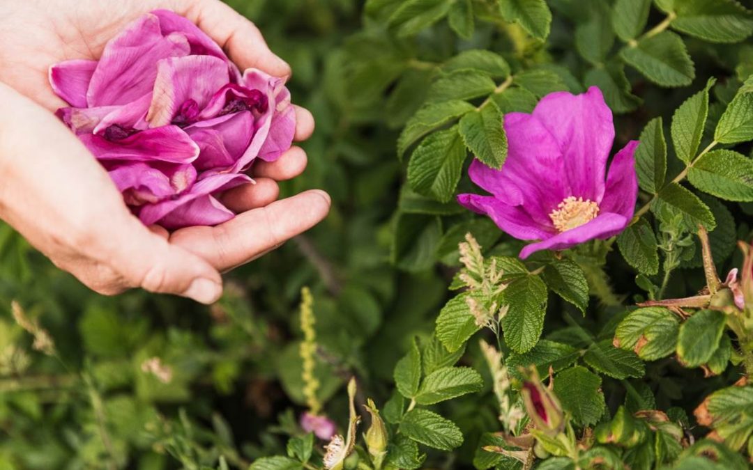 Rosysansow: Foraging, Roses and Cornwall