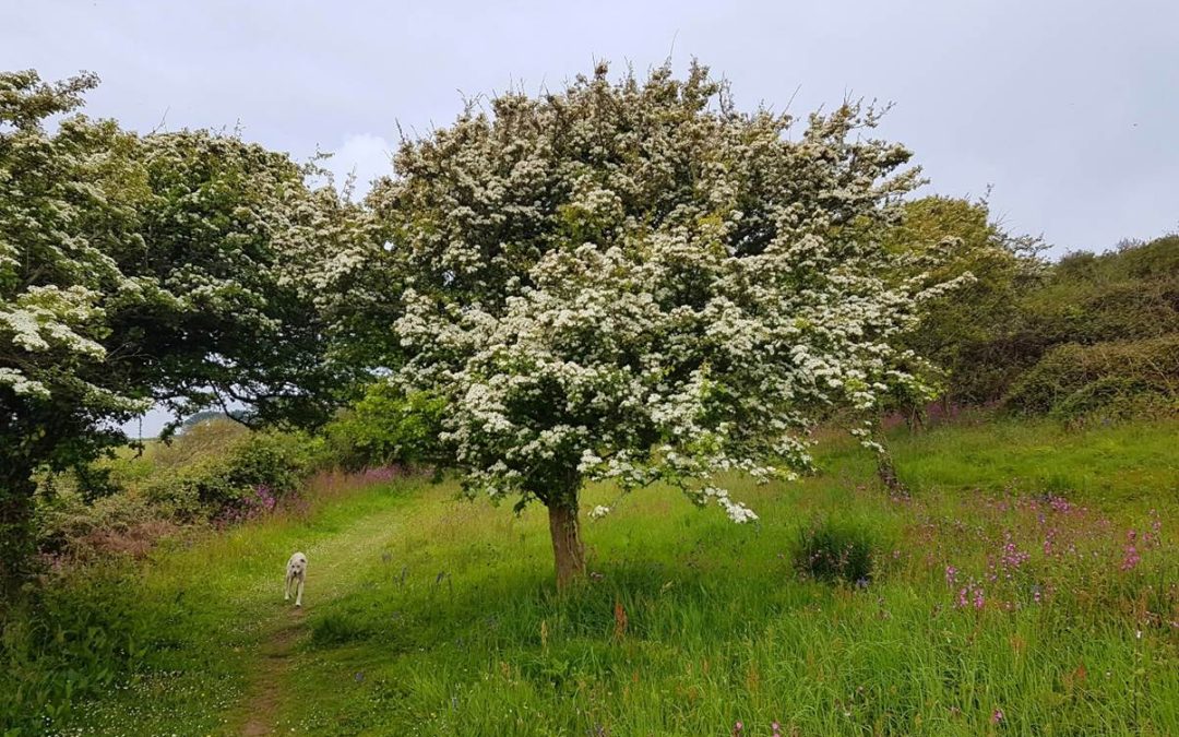 Rosyansow: Insects, Pollination and the Hawthorn Tree