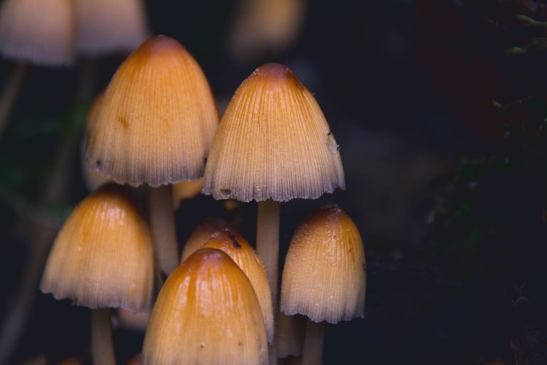 Lab Activation: Mushroom Walks