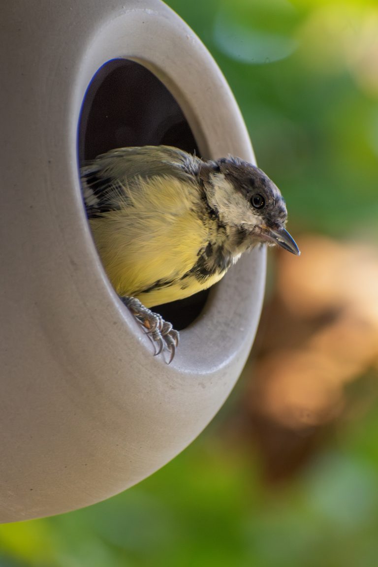 Make a Bird Water Station