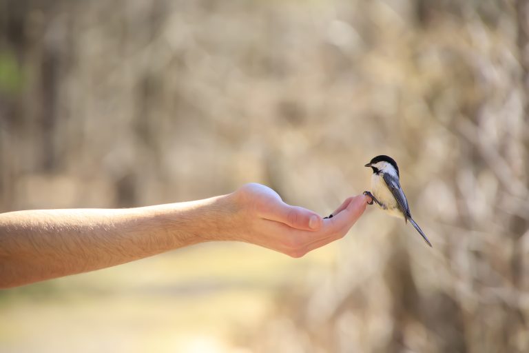 Love Your Birds with John Matthews