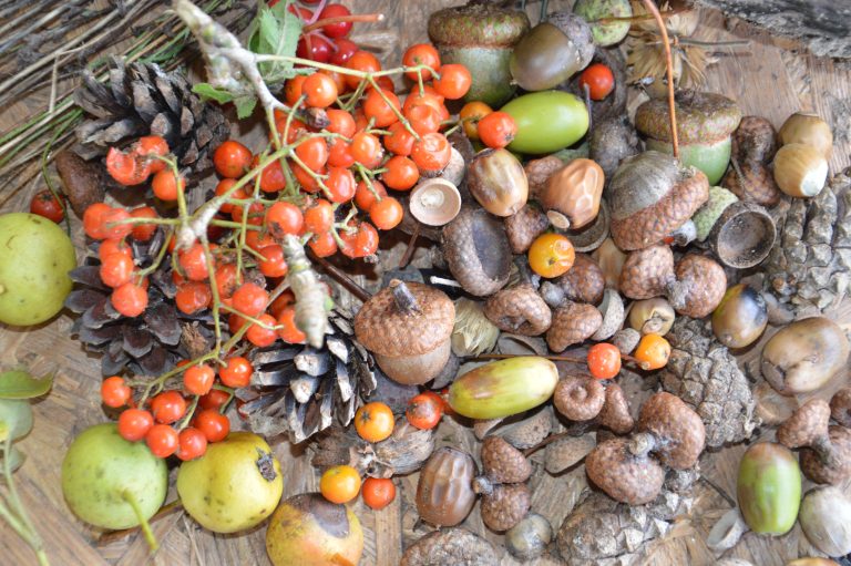 Autumn Still Life