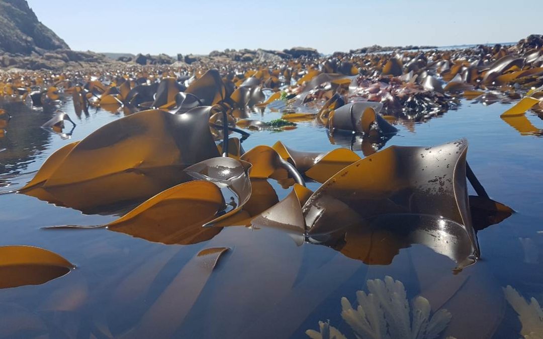Rosyansow: Honouring the Trees and Kelp Forests