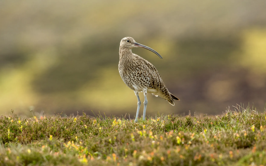 Rosyansow: Beautiful Birds