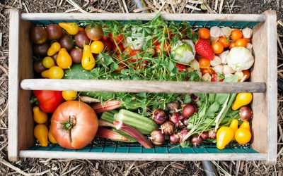 Harvest at the Gardeners’ House